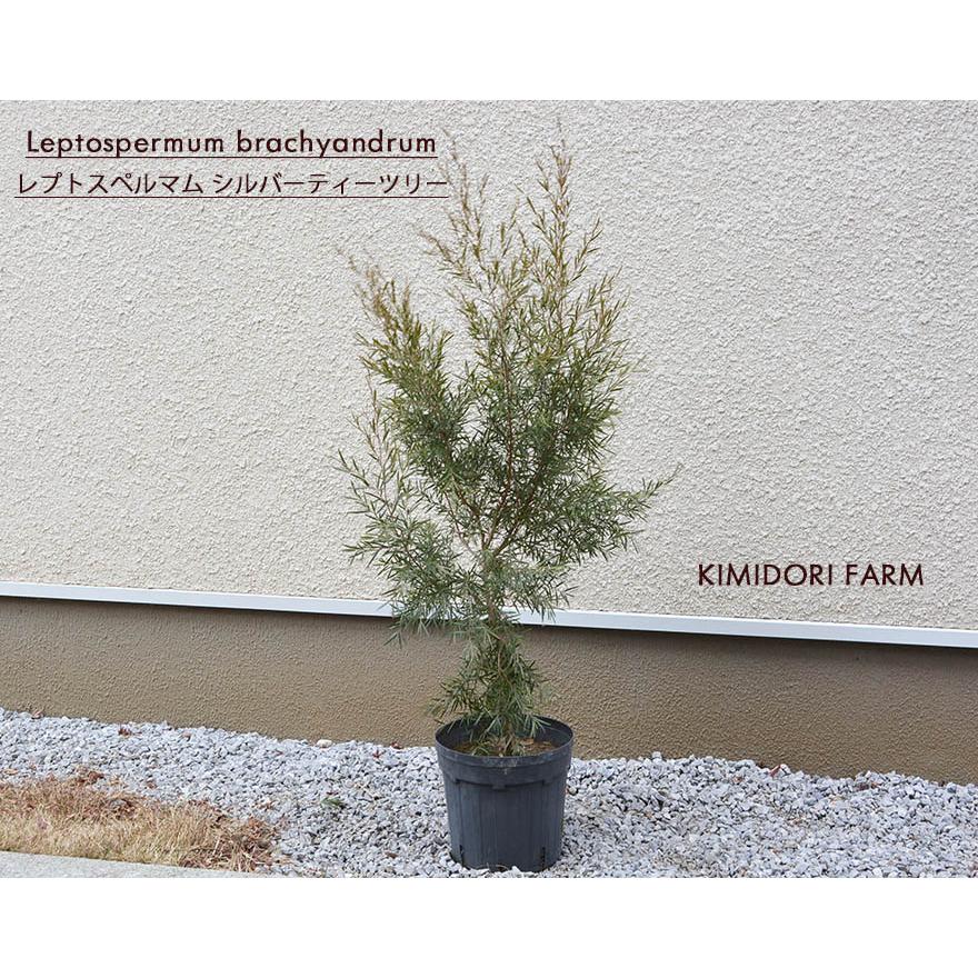 シルバーティーツリー レプトスペルマム ティーツリー 約80-100cm 常緑
