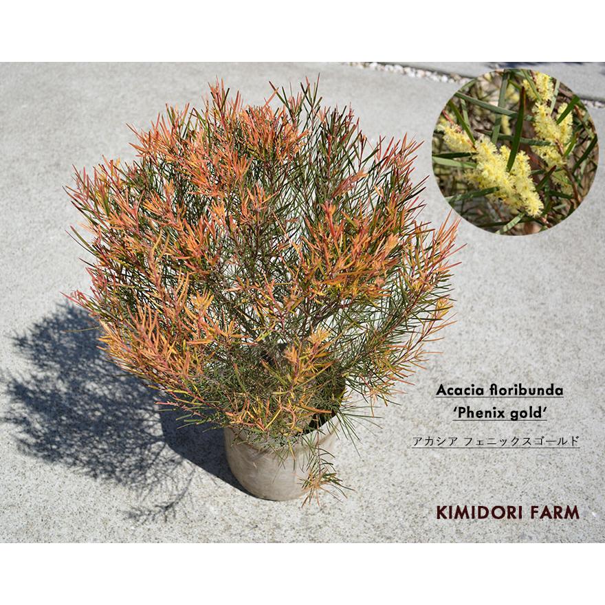 アカシア フェニックスゴールド フロリバンダ 約40-60cm 観葉植物 植木