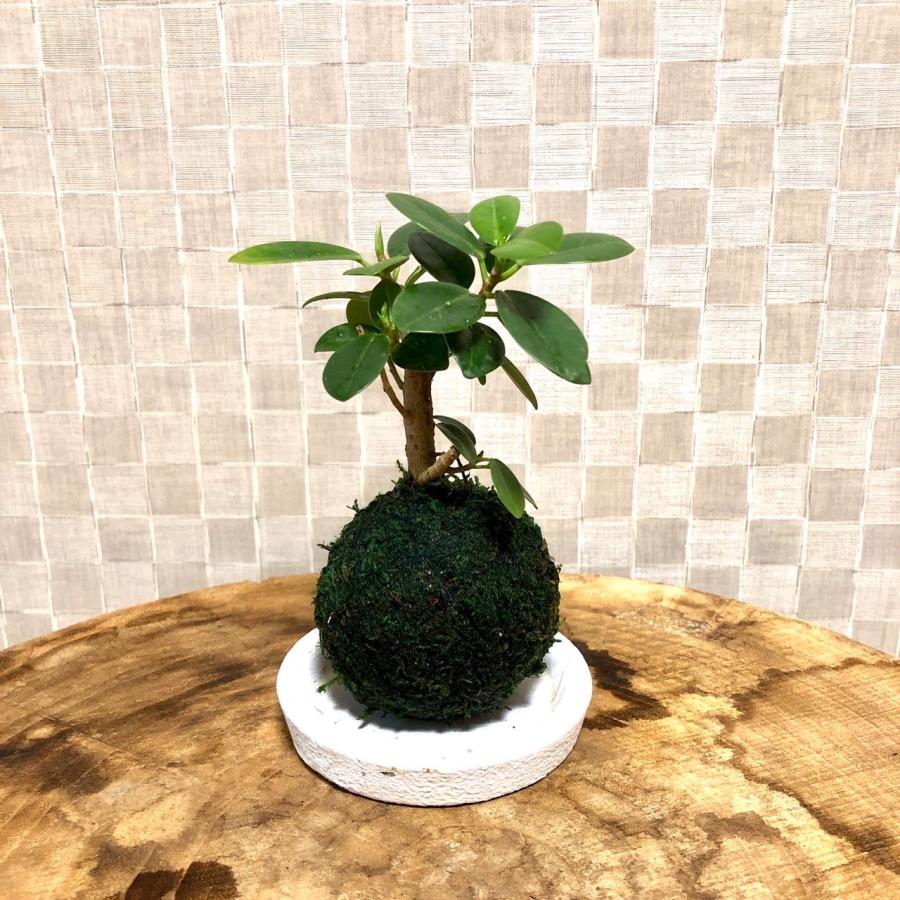 苔玉 パンダガジュマル 小さい盆栽 受け皿付き インテリア 観葉植物