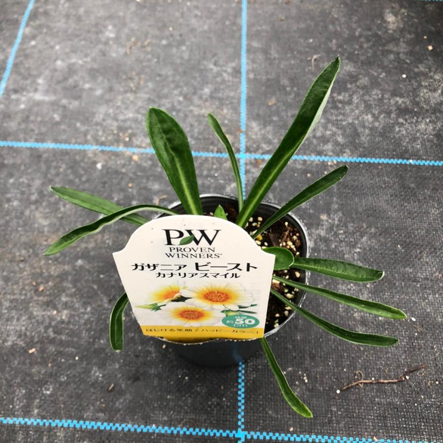 当店農場生産】ハイブリッドガザニア ビースト カナリアスマイル PW