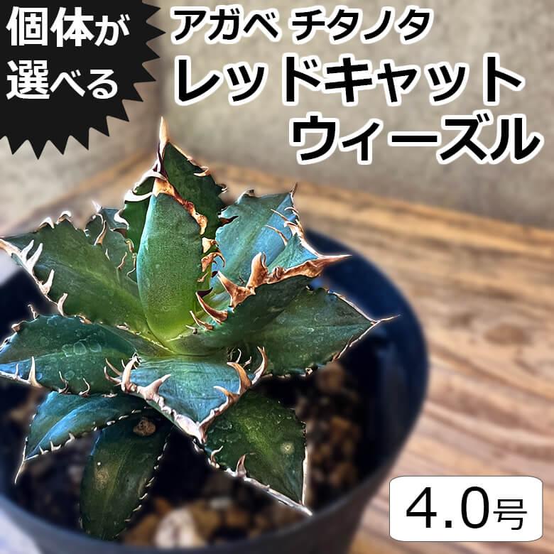 アガベ チタノタ レッドキャットウィーズル 4号鉢 赤猫 個体販売
