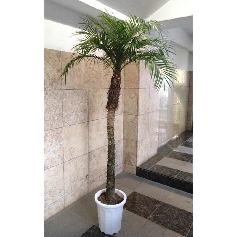 観葉植物 ヤシ フェニックス・ロベレニー 210cm前後 ＊会社・店舗