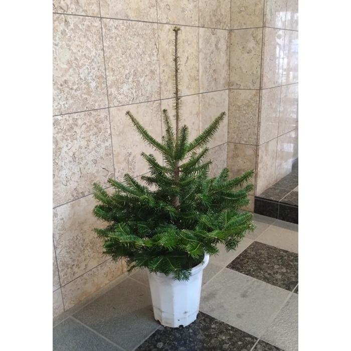 植物・植木 本物のもみの木（樅の木／モミの木）鉢植え 130cm 10号