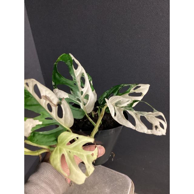 レア 観葉植物 熱帯植物 モンステラ アクミナータ アルボ バリエガータ