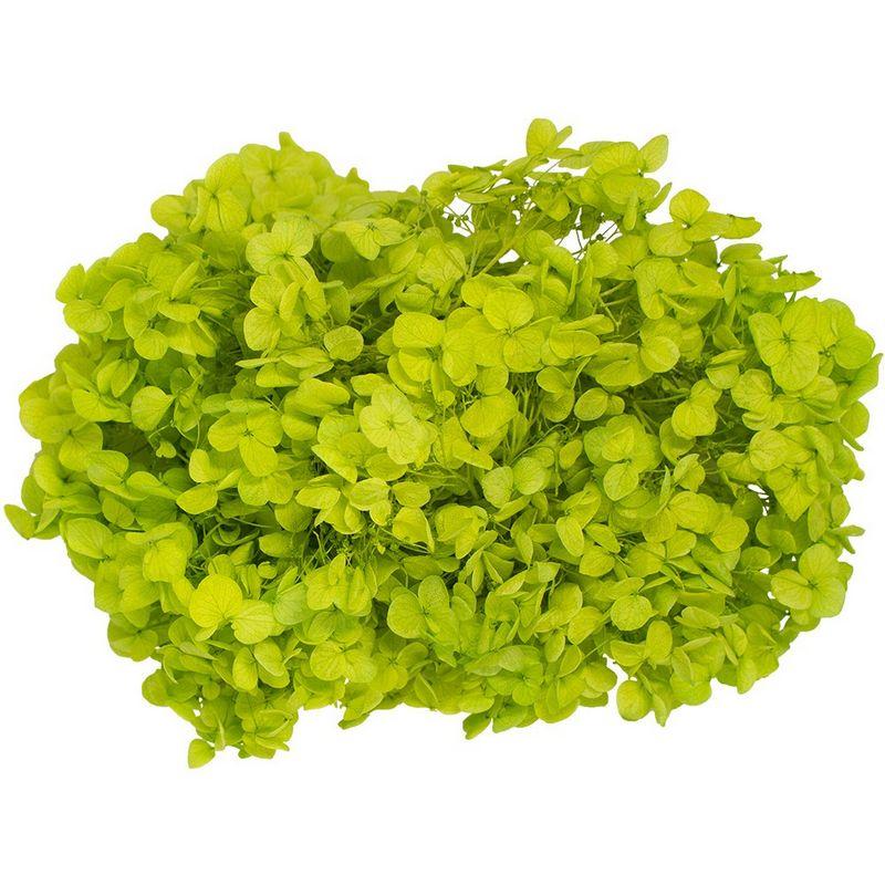 プリザーブド GARDEN PALETTE MONO アナベルアジサイ 約15g ライム