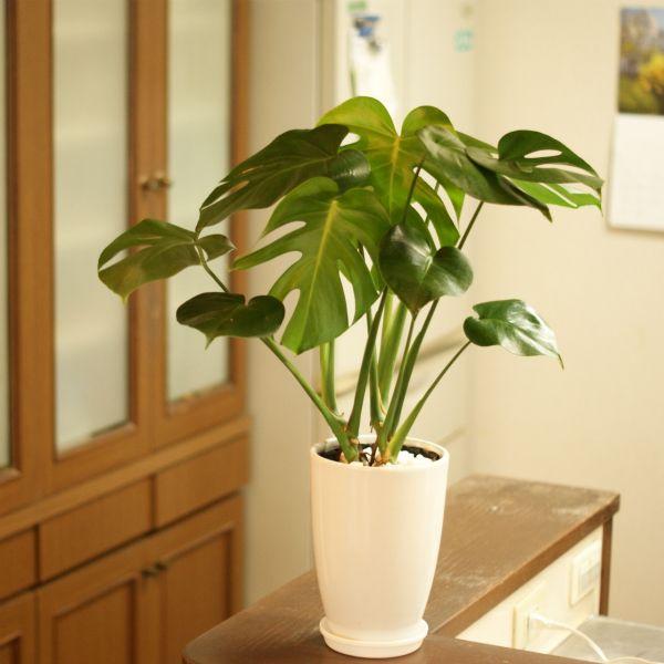 観葉植物 モンステラ6号鉢 人気 ランキング : 観葉植物の生産直売 幸せ