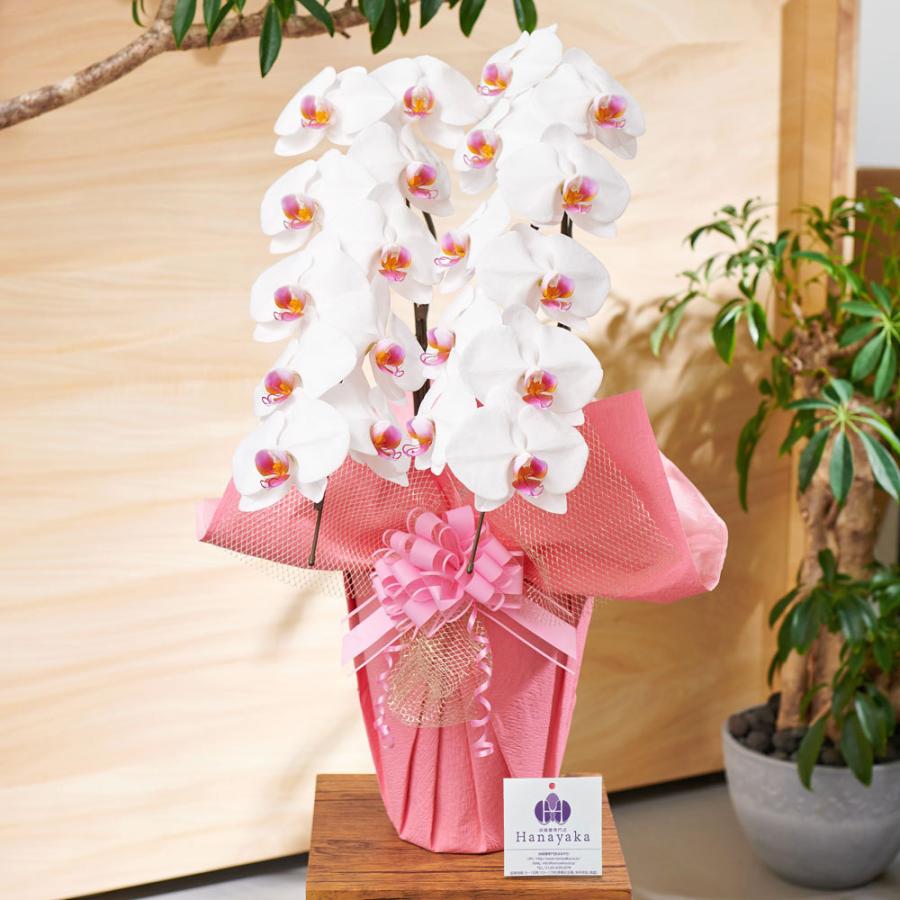 胡蝶蘭 ポイント7倍 蘭の活力剤プレゼント 大輪3本立ち お祝い 豪華