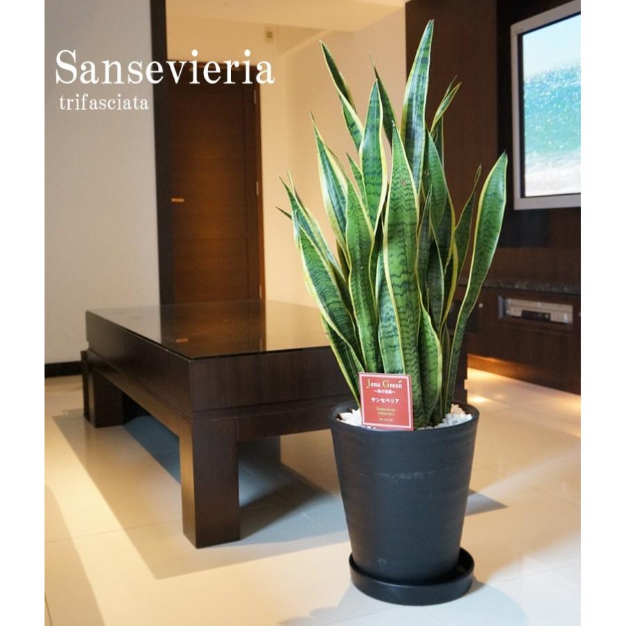 観葉植物 サンスベリア サンセベリア トリファスキアタ ローレンティ