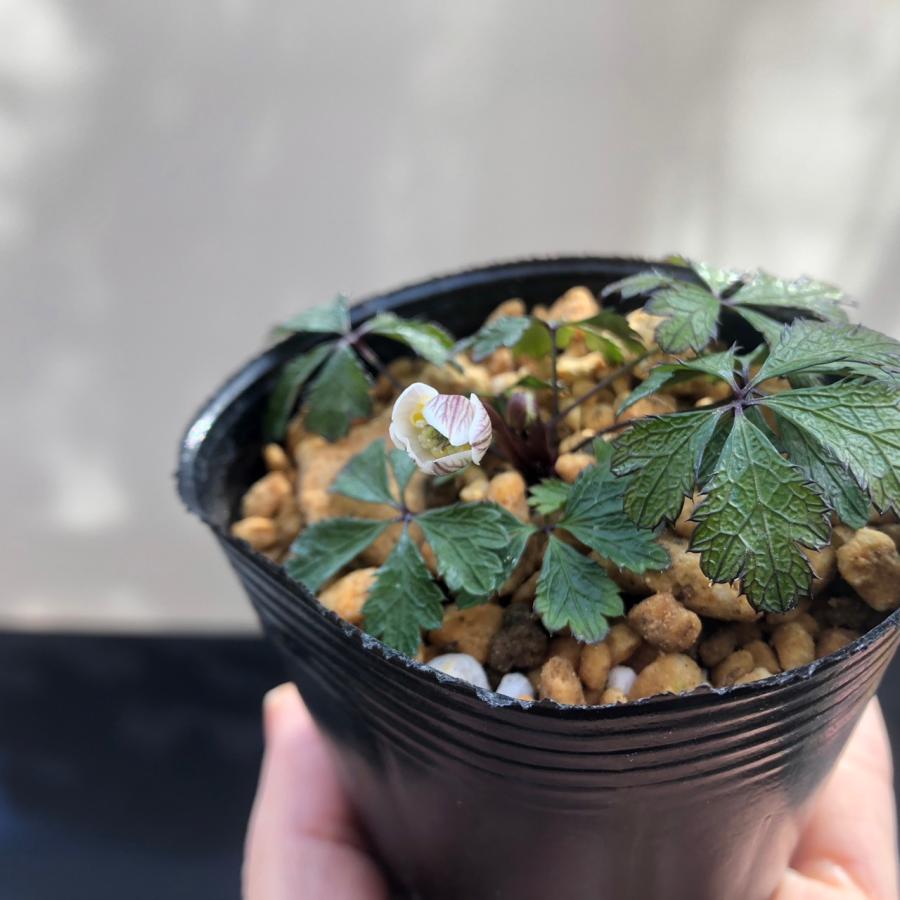 山野草 バイカオウレン 梅花黄連 : やまおか碧山苑ヤフー店 - 通販