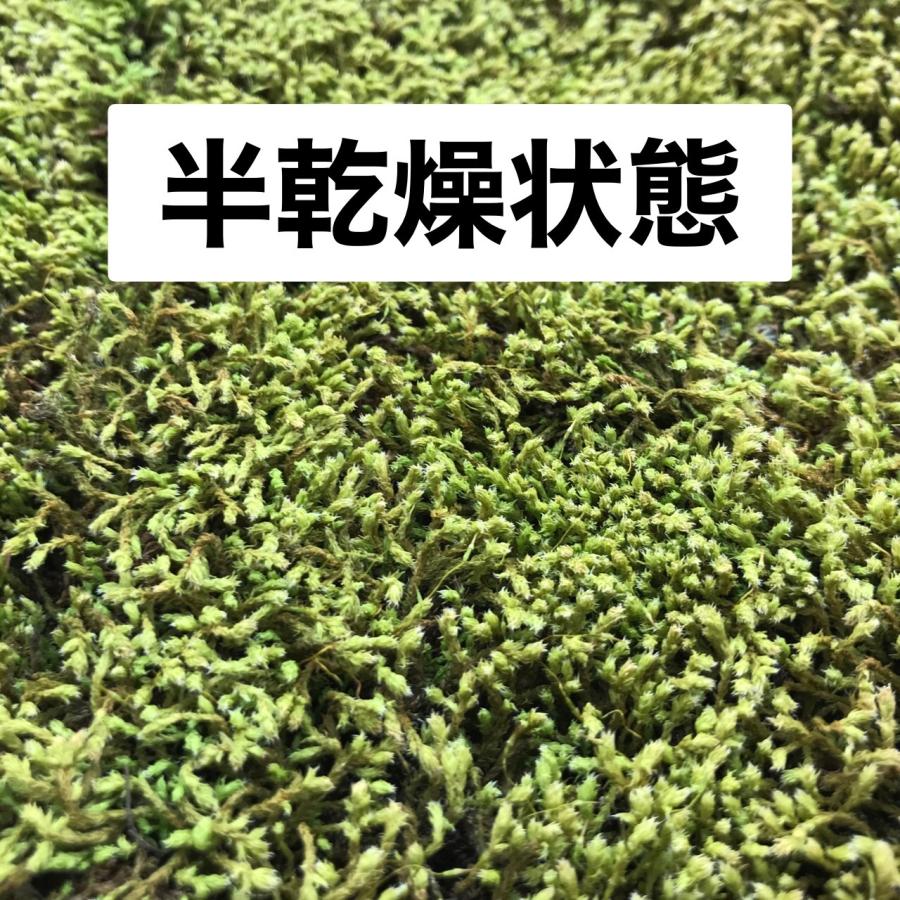 スナゴケ 砂苔 こけ すなごけ50×30cm 苔盆栽 苔テラリウム