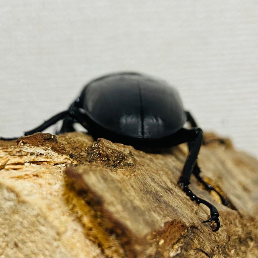 パラワンオオヒラタクワガタ 成虫 オス♂91.8mm(パラワンヒラタ