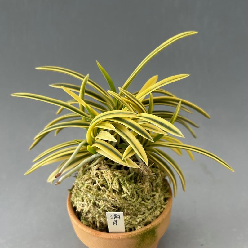 富貴蘭】 満月（まんげつ）/ 花 古典植物 フウラン : ヨネヤマ - 通販