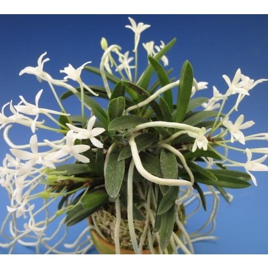 富貴蘭】 玉金剛（たまこんごう）3条/ 花 蘭 古典植物 フウラン