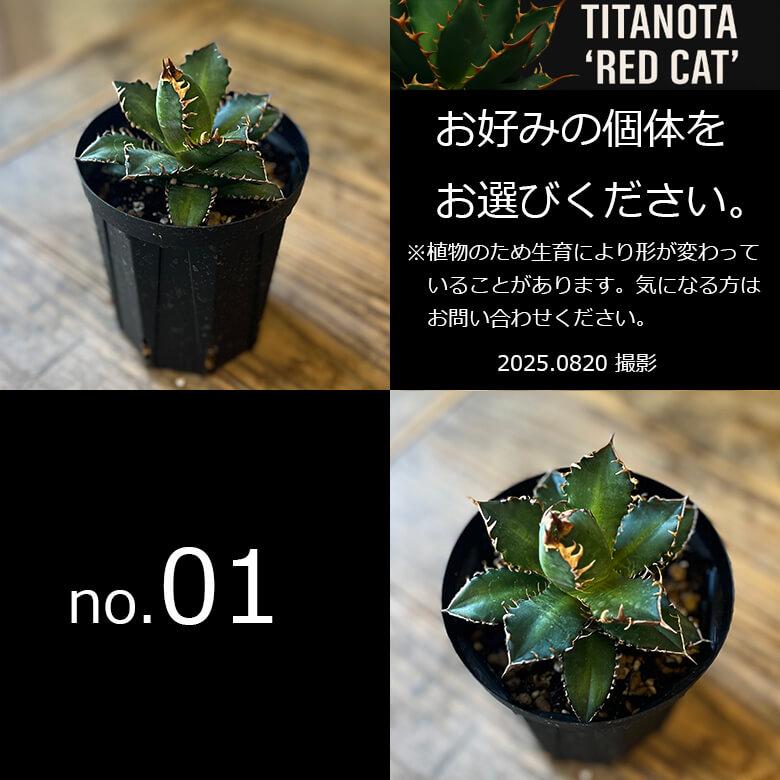 アガベ チタノタ レッドキャットウィーズル 4号鉢 赤猫 個体販売