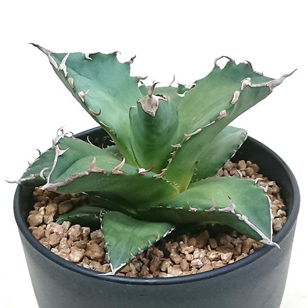 現品発送 アガベ チタノタ南覇王 リュウゼツラン科 鉢直径約12cm プラ