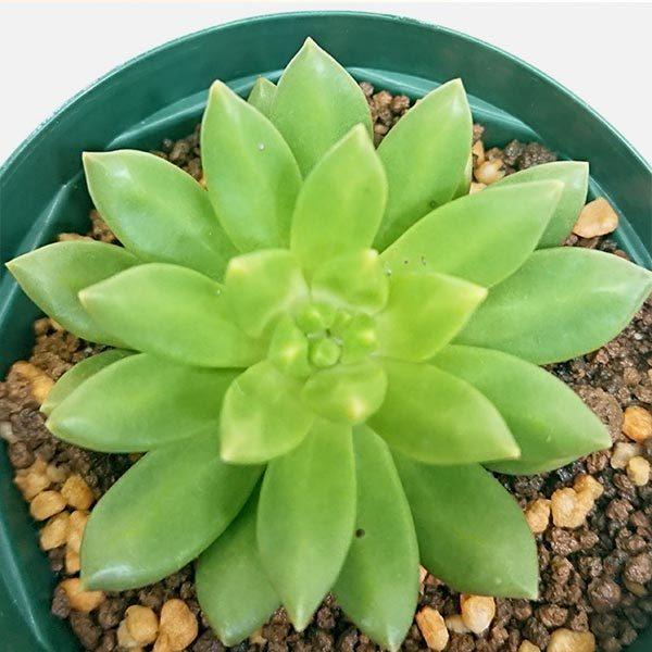 多肉植物 セダム属 サンライズマム カット極小苗 : 花と緑のはなここ