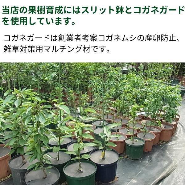 50cm角スリット鉢 (65リットル) 5個入りケース販売 【送料無料】 ※代引