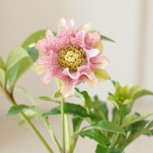 クリスマスローズのタネ 入手困難 花郷園オリジナル 上向きに咲く