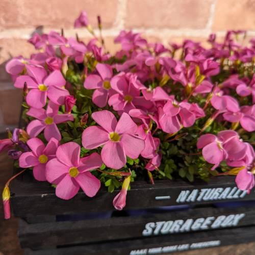 宿根草 オキザリス 桃の輝き 10.5cmポット苗 耐寒 ピンク 桃色