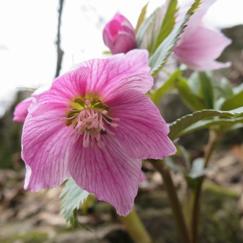 クリスマスローズ 花 苗 春 冬 ヘレボルス チベタヌス 鉢植え 2年生