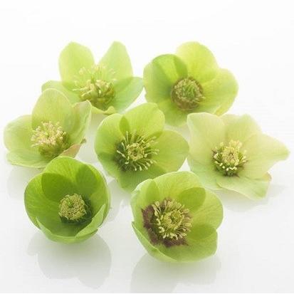 クリスマスローズ 苗 花一重咲きグリーン系シングル 9cmポット 松村