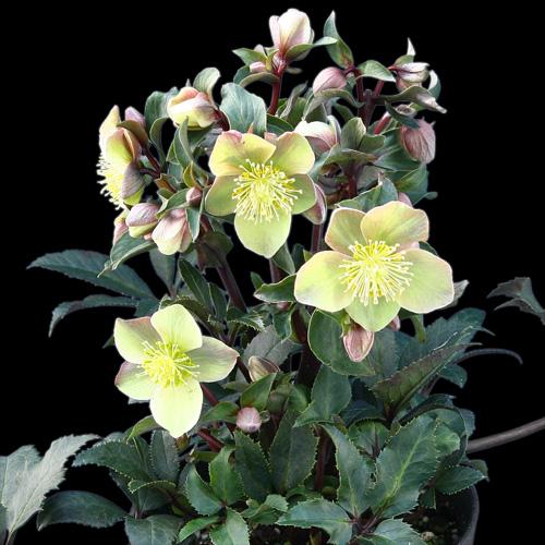 完全生産者限定品 クリスマスローズ ゲス guess 花 苗 鉢植え 5号