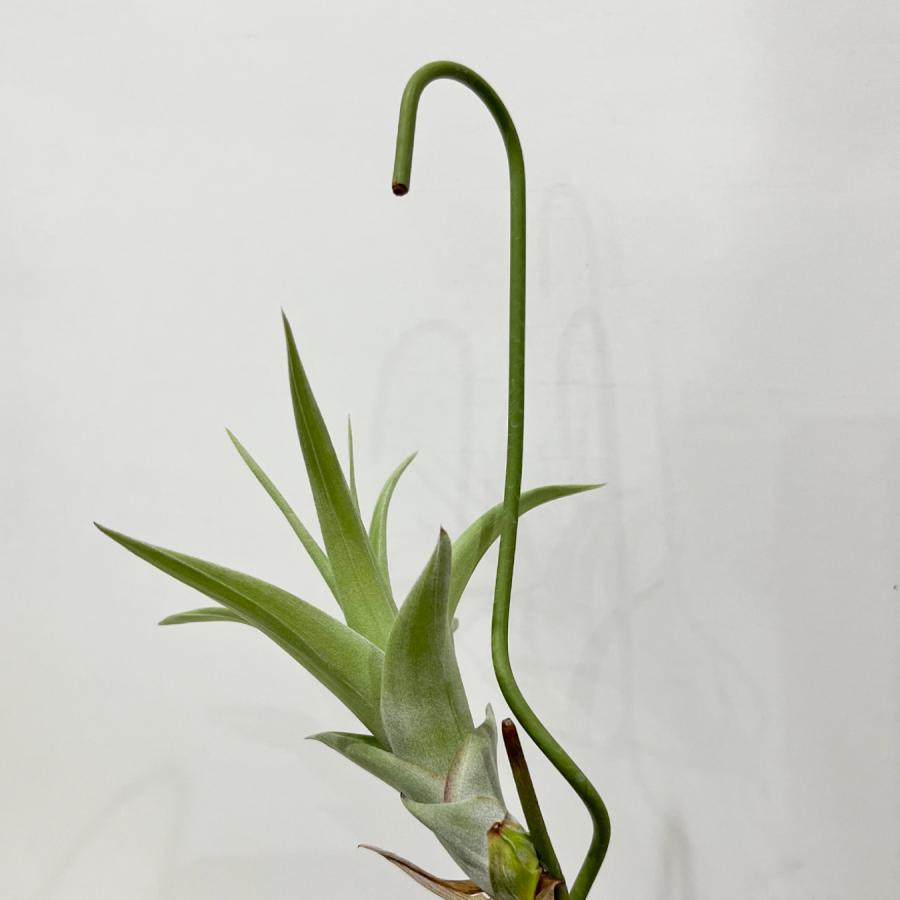 チランジア・フレクスオーサ・ヴィヴィパラ レア種 エアプランツ 吊り