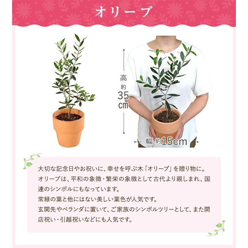 花のギフト社 あすつく オリーブ 4号鉢 鉢植え オリーブの木 苗木 植木