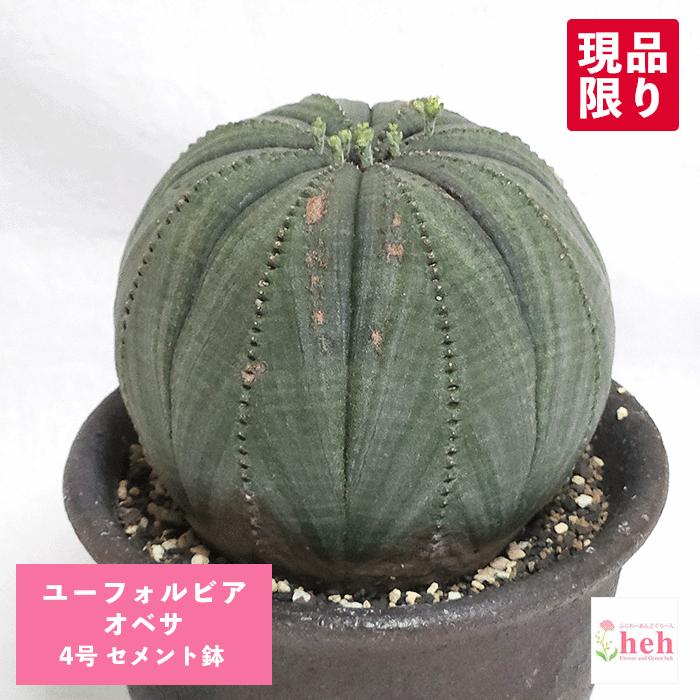 ユーフォルビア オベサ 4号 セメント鉢 種類 珍奇 ビザール プランツ