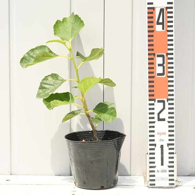 イチジク 苗 【一才いちじく】 約0.3m 挿し木苗 : 苗木の専門店