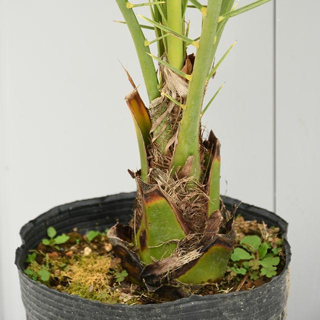 ヤシ 苗 【ナツメヤシ （デーツ）】 5年生 実生苗 （雄雌 不明