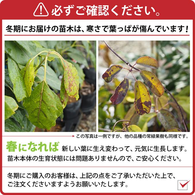 ジャボチカバ 苗 【四季成り 大実 ジャボチカバ】 ポット苗 : 苗木の