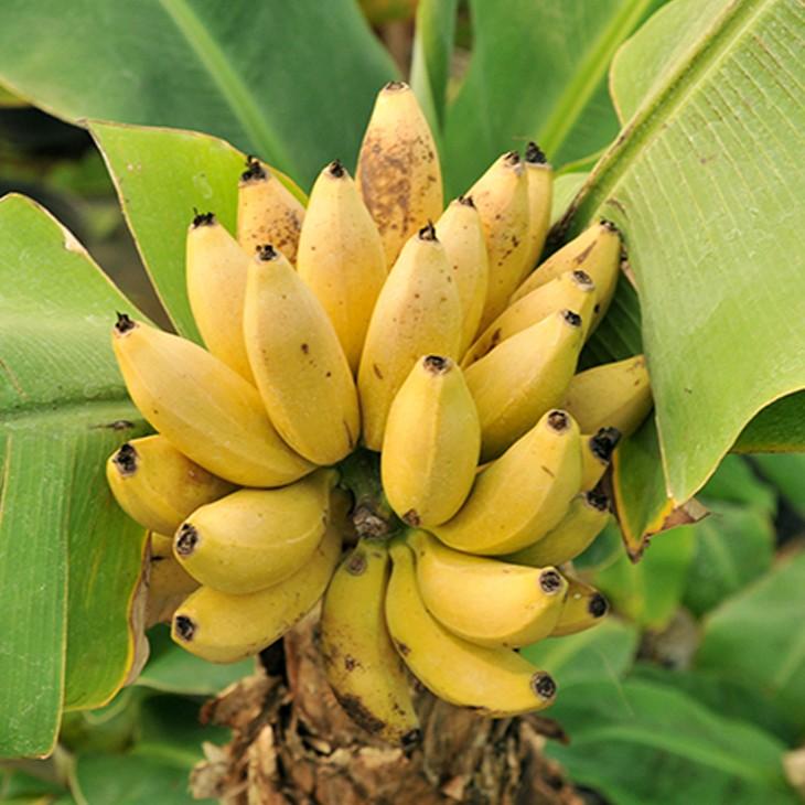 バナナ 苗 【矮性バナナ ドワーフ モンキーバナナ】 1年生 ポット苗