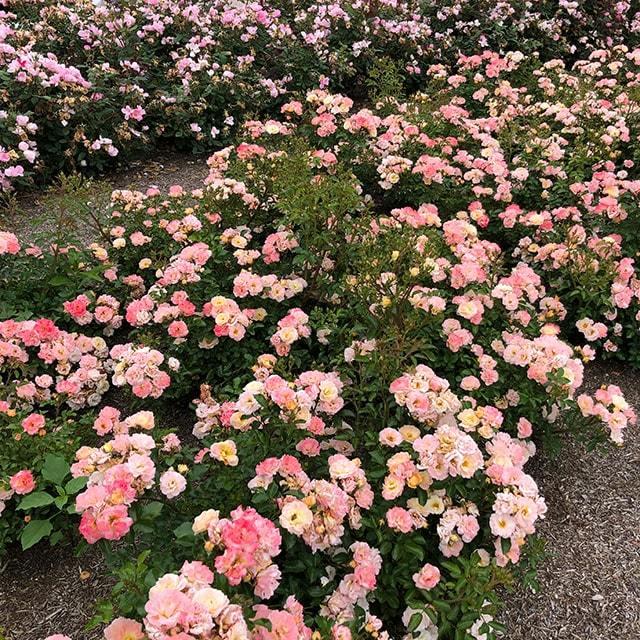 バラ 苗 ドリフトローズ 【ピーチドリフト (修景バラ) 四季咲き】 1