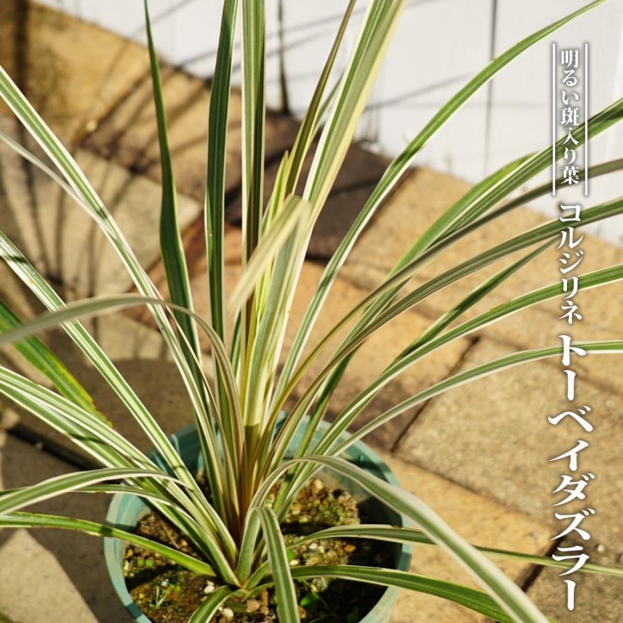 コルジリネ（ドラセナ） トーベイダズラー ポット苗 : 苗木部 花ひろば
