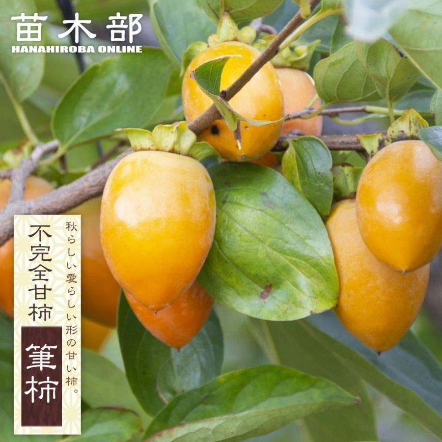 柿の苗木 筆柿 不完全甘柿 1年生接木苗 : 苗木部 花ひろばオンライン