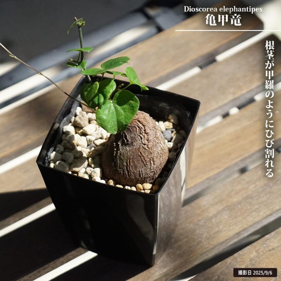 亀甲竜 4号角鉢植え : 苗木部 花ひろばオンライン - 通販 - Yahoo