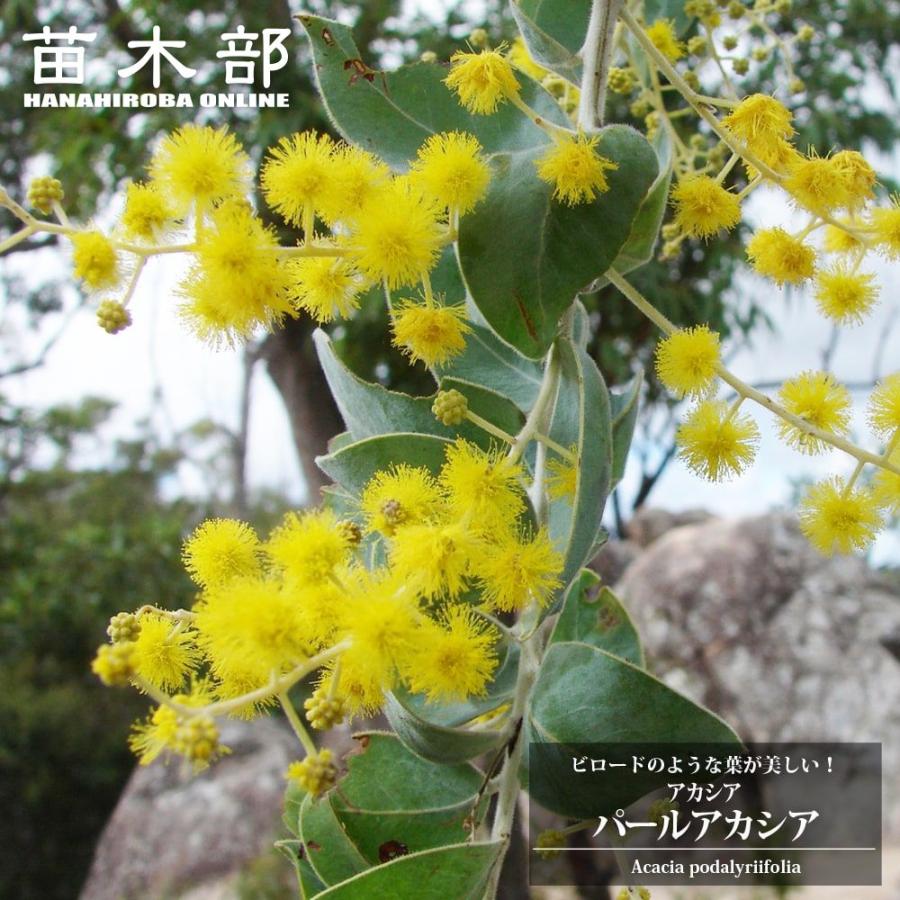 アカシアの木 パールアカシア 5号（または6号）鉢植え : 苗木部 花