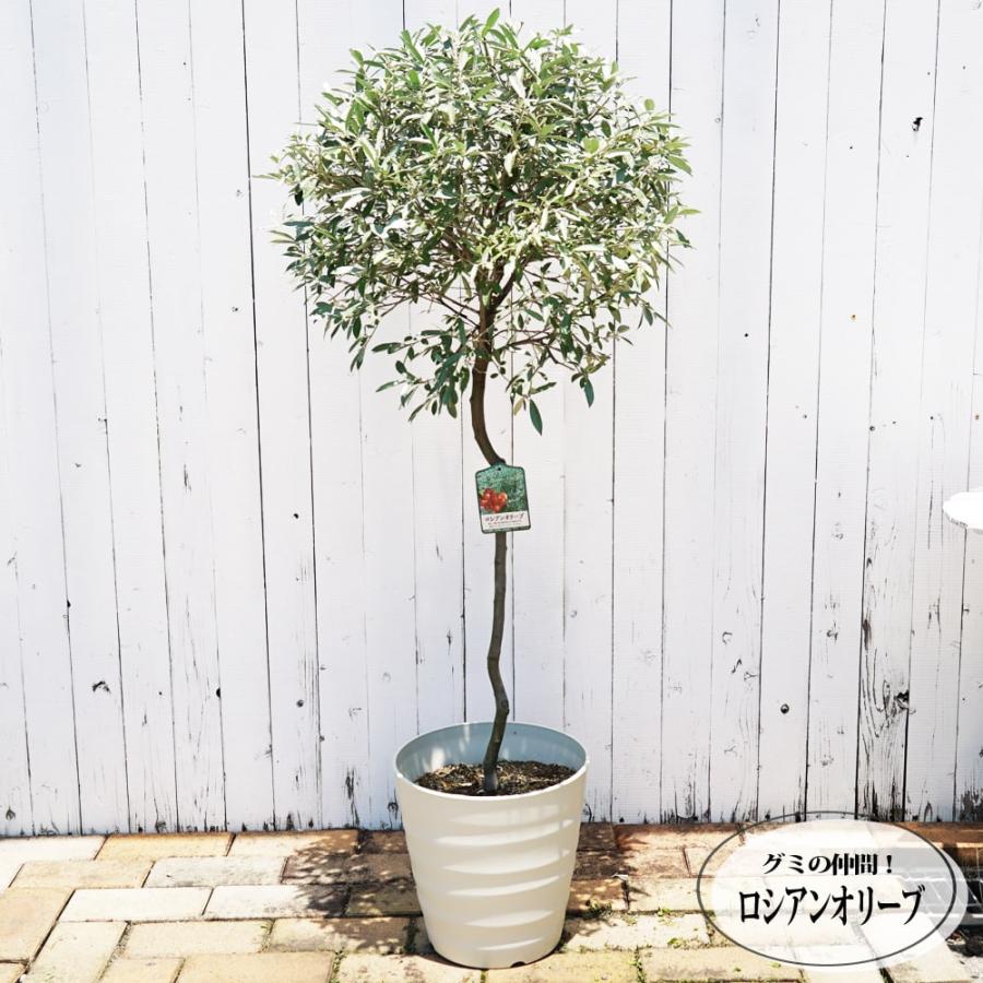 an】ポポラス高さ120㎝前後、ロシアンオリーブ高さ120㎝前後 2本