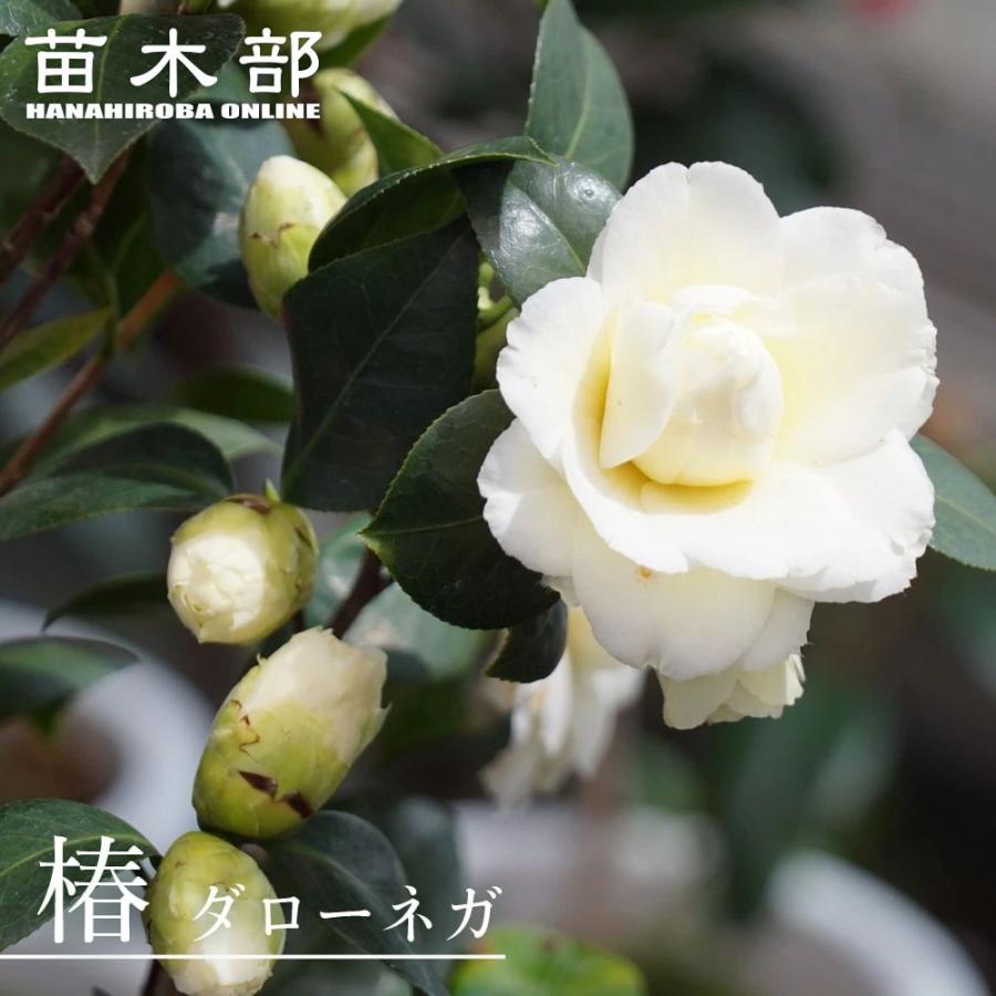 椿 苗 ダローネガ 接木 白鉢植え 開花 2〜4月 : 苗木部 花ひろば