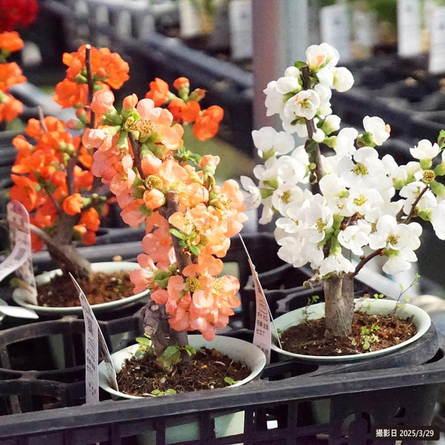 ボケ 祝錦 盆栽仕立て 木瓜 : 苗木部 花ひろばオンライン - 通販