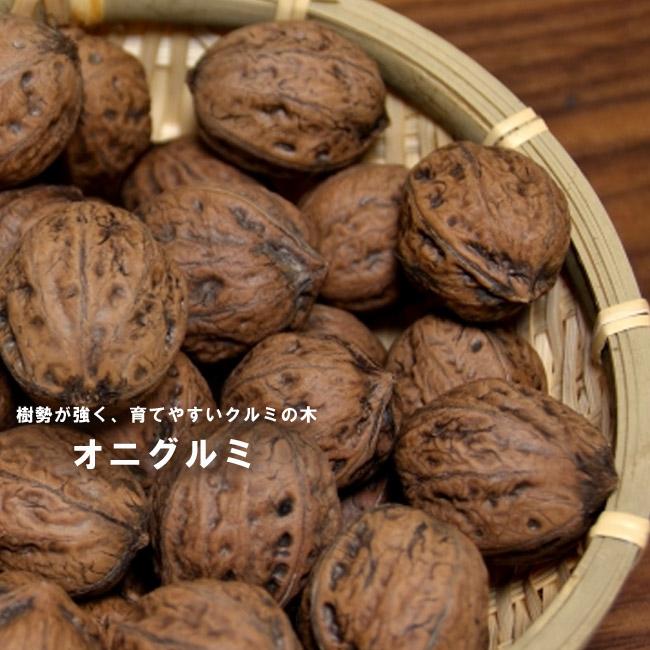 くるみの木の苗 鬼胡桃 （オニグルミ） 3年生実生大苗 : 苗木部 花