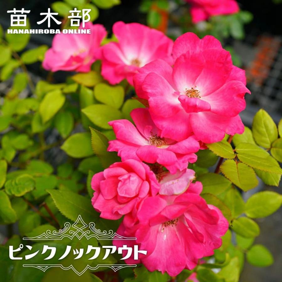 四季咲きバラ苗 ピンクノックアウト 2年生大苗 6号ポット : 苗木部 花