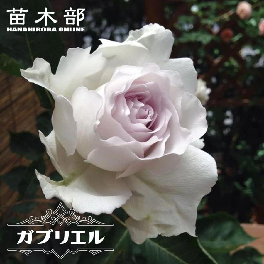 四季咲き強香バラ苗 ガブリエル 2年生大苗 : 苗木部 花ひろば