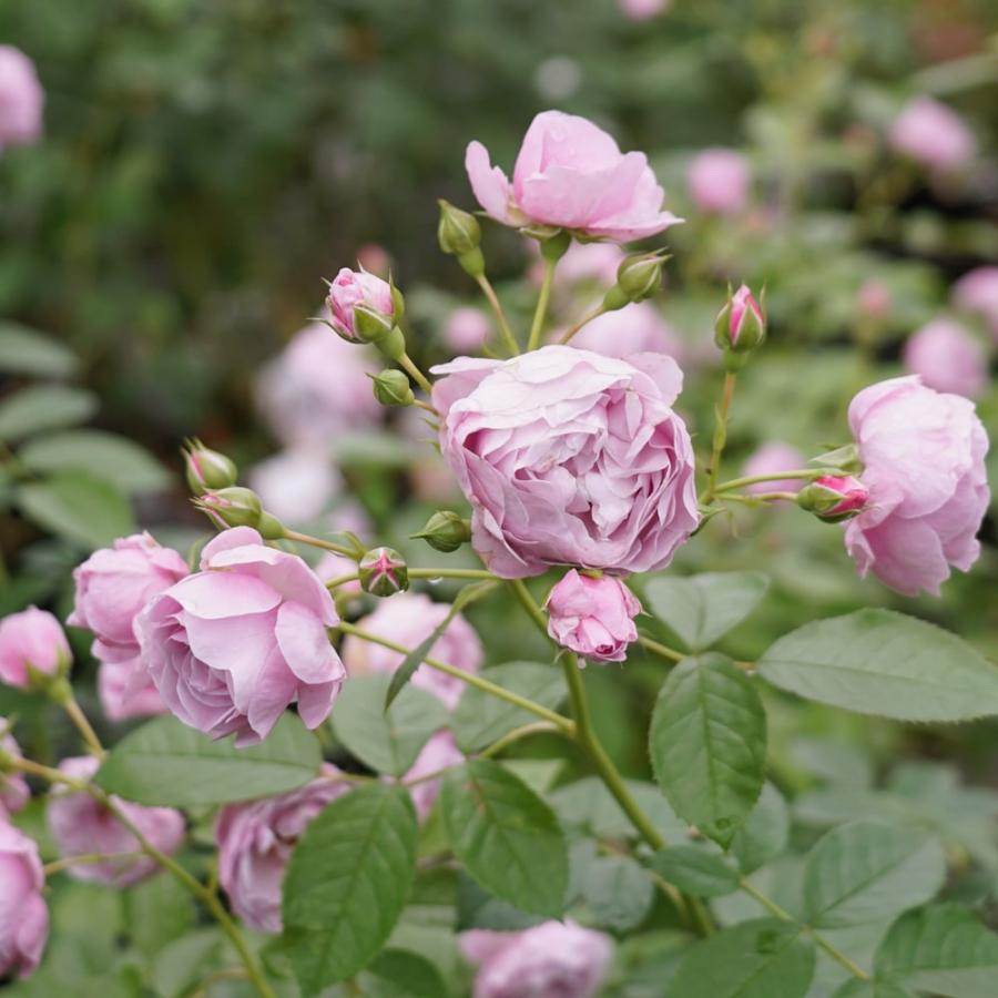 四季咲きバラ苗 プロローグ 2年生大苗 登録品種・品種登録 : 苗木部 花