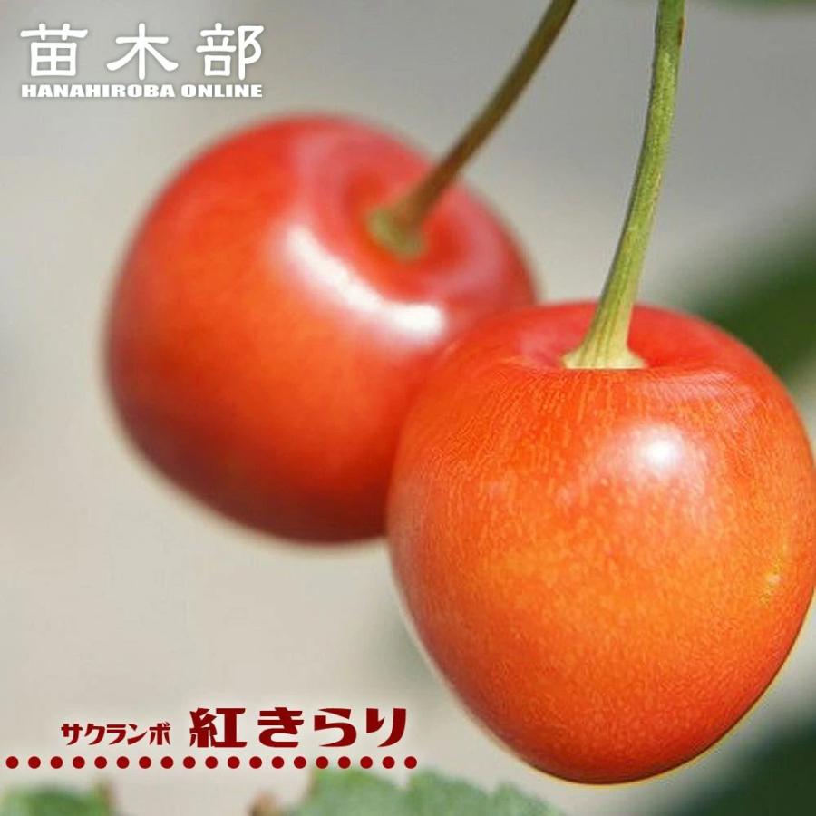 1本でなるさくらんぼの木 紅きらり 1年生接木苗 : 苗木部 花ひろば