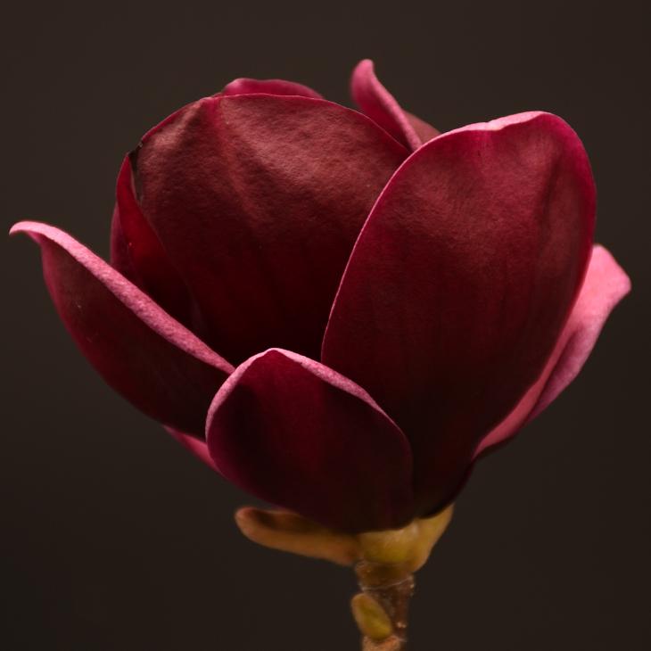 モクレン マグノリア 苗 【ハイブリッドモクレン ジェニー 】 ポット苗