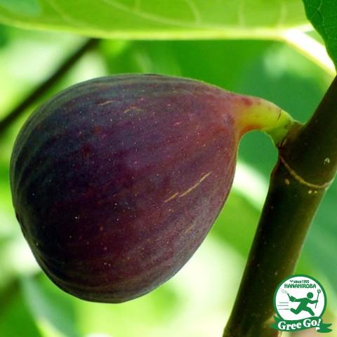 イチジク 苗 【サマーレッド】 1年生 挿し木 ポット苗 : 苗木の専門店