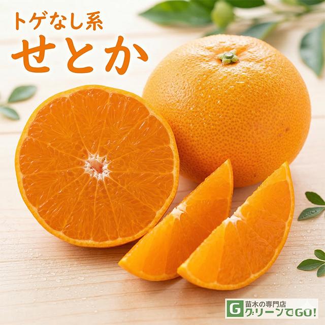 せとか 苗木 【トゲなし系 ［登録品種］】 3年生 接ぎ木 約1.0m 大苗