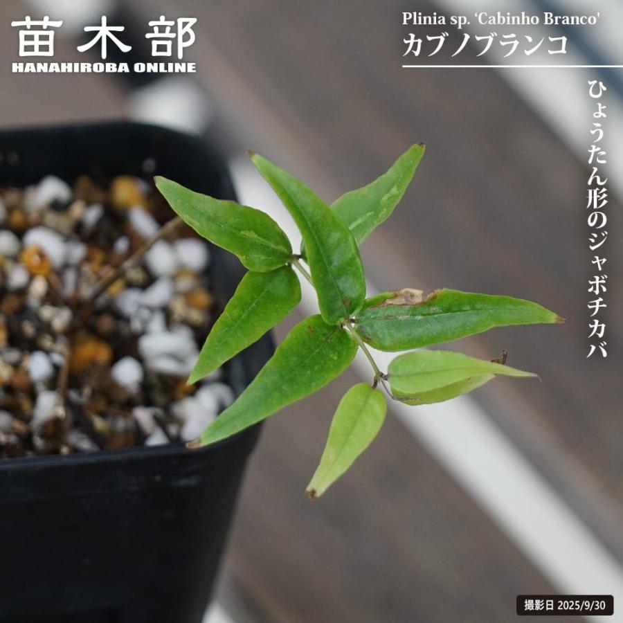 ジャボチカバ カブノブランコ 2号ポット苗 実生 : 苗木部 花ひろば